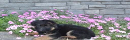 German Shepherd dogs for sale: Blaire  - Ad 7