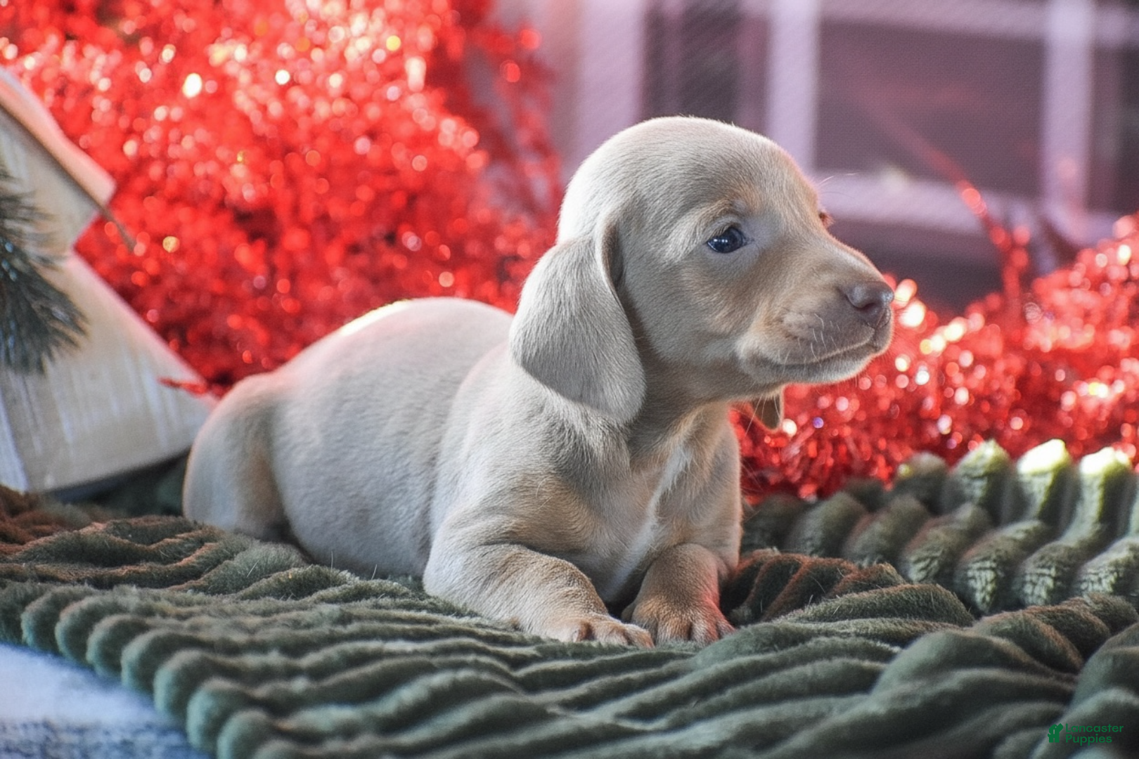 Dachshund dogs Pine - Ad 11