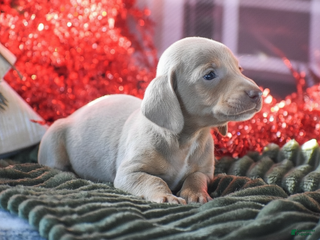 Dachshund dogs Pine - Ad 28