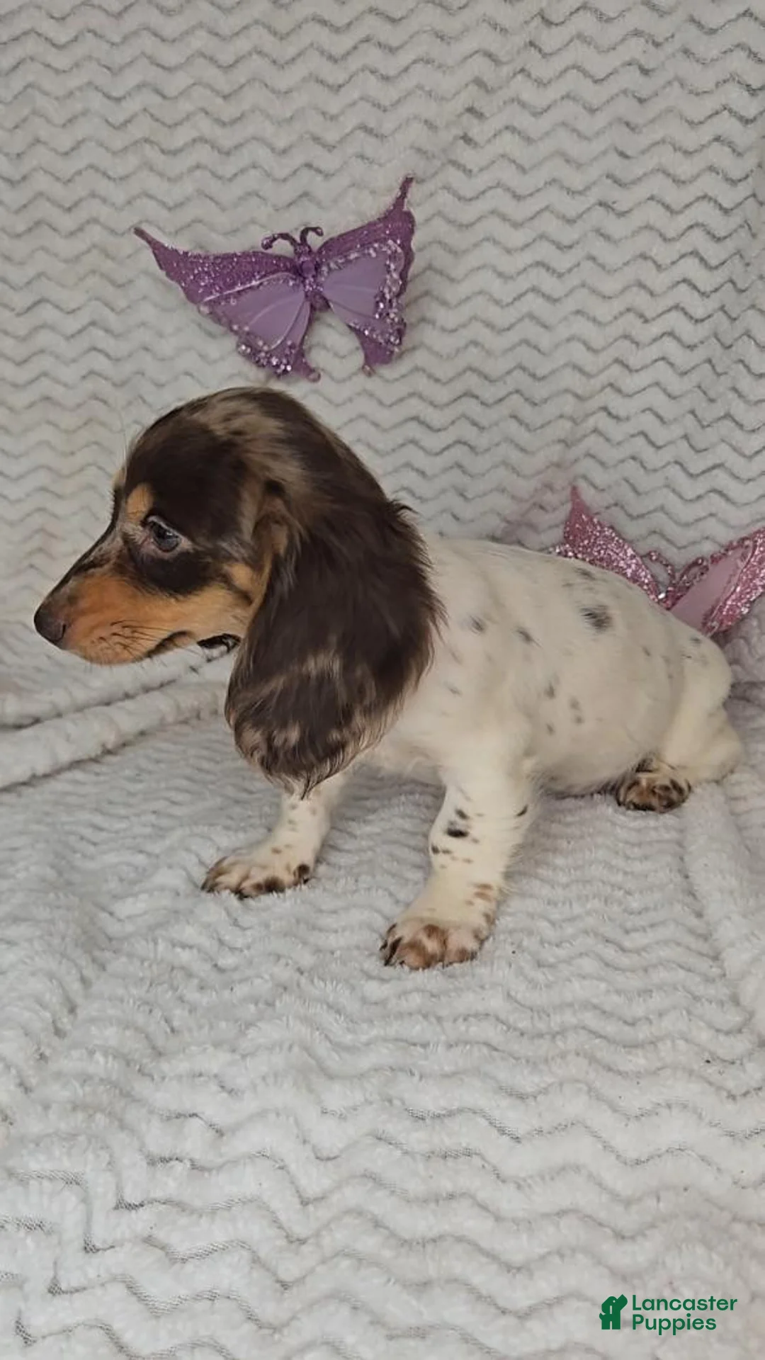 Miniature Dachshund dogs for sale: Miniature Dachshund 1 - Ad 6