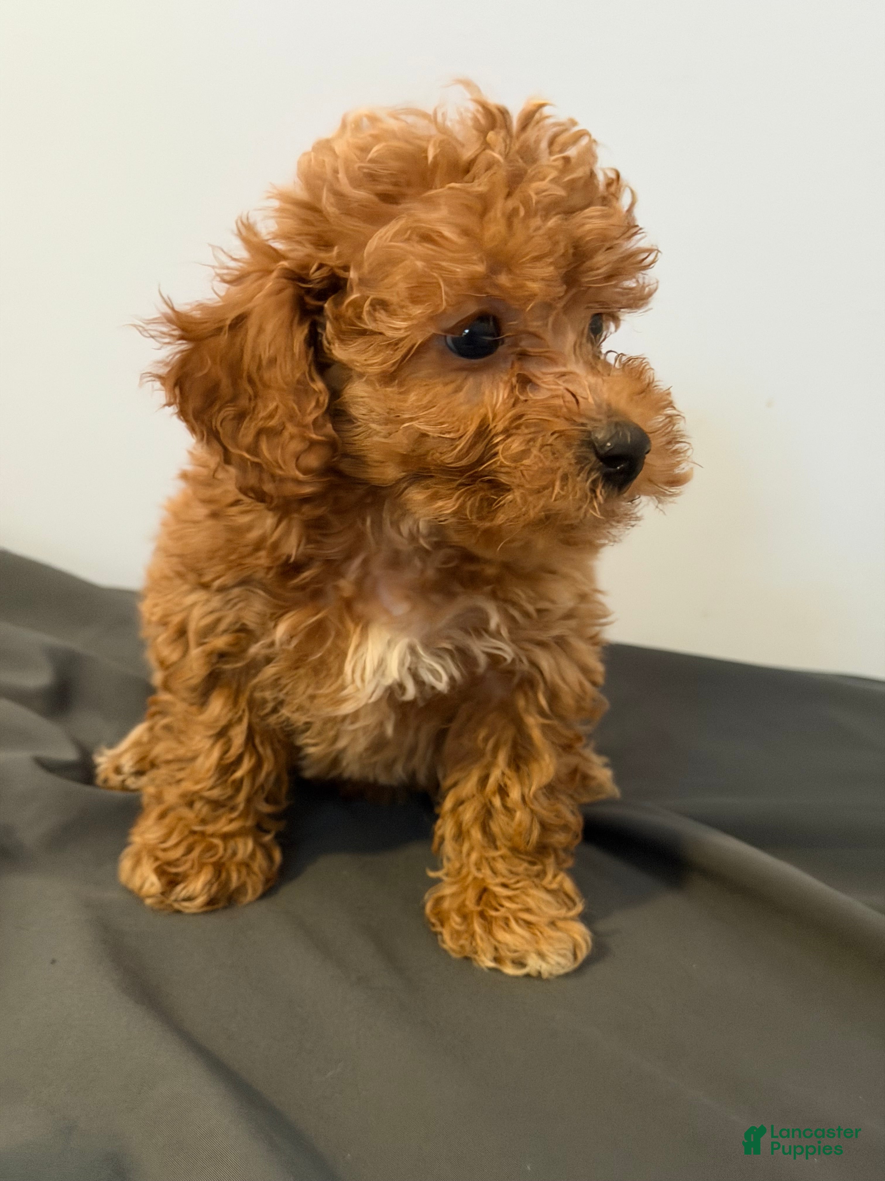 Toy Poodle dogs Toy Poodle 5 - Ad 22