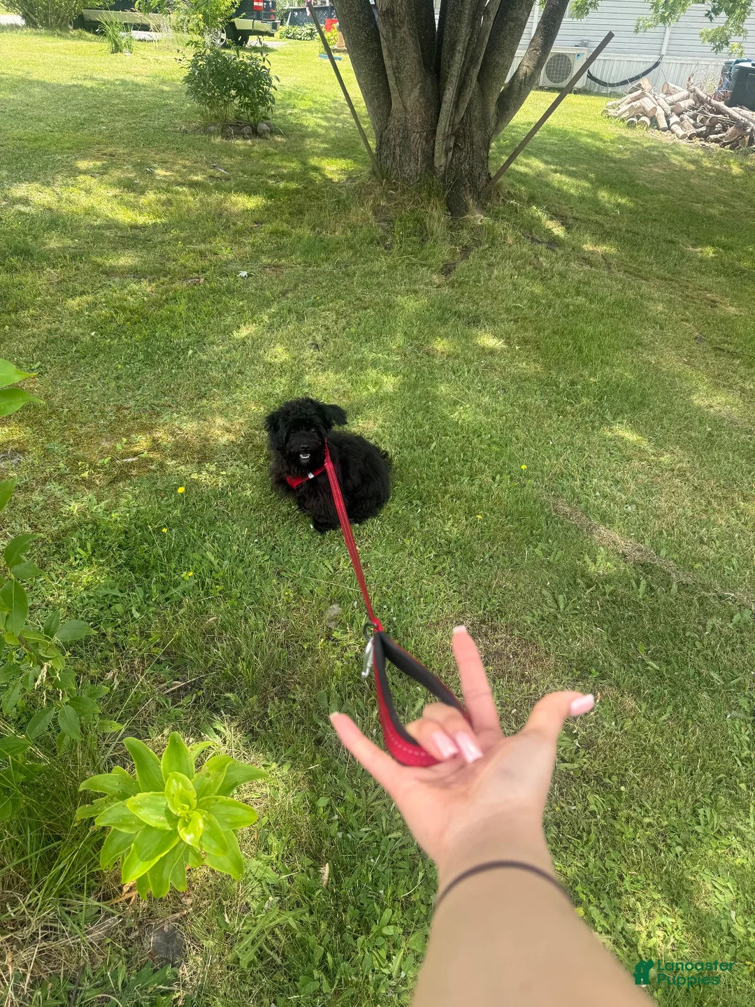 Pomapoo dogs for sale: Pomapoo 1 - Ad 10