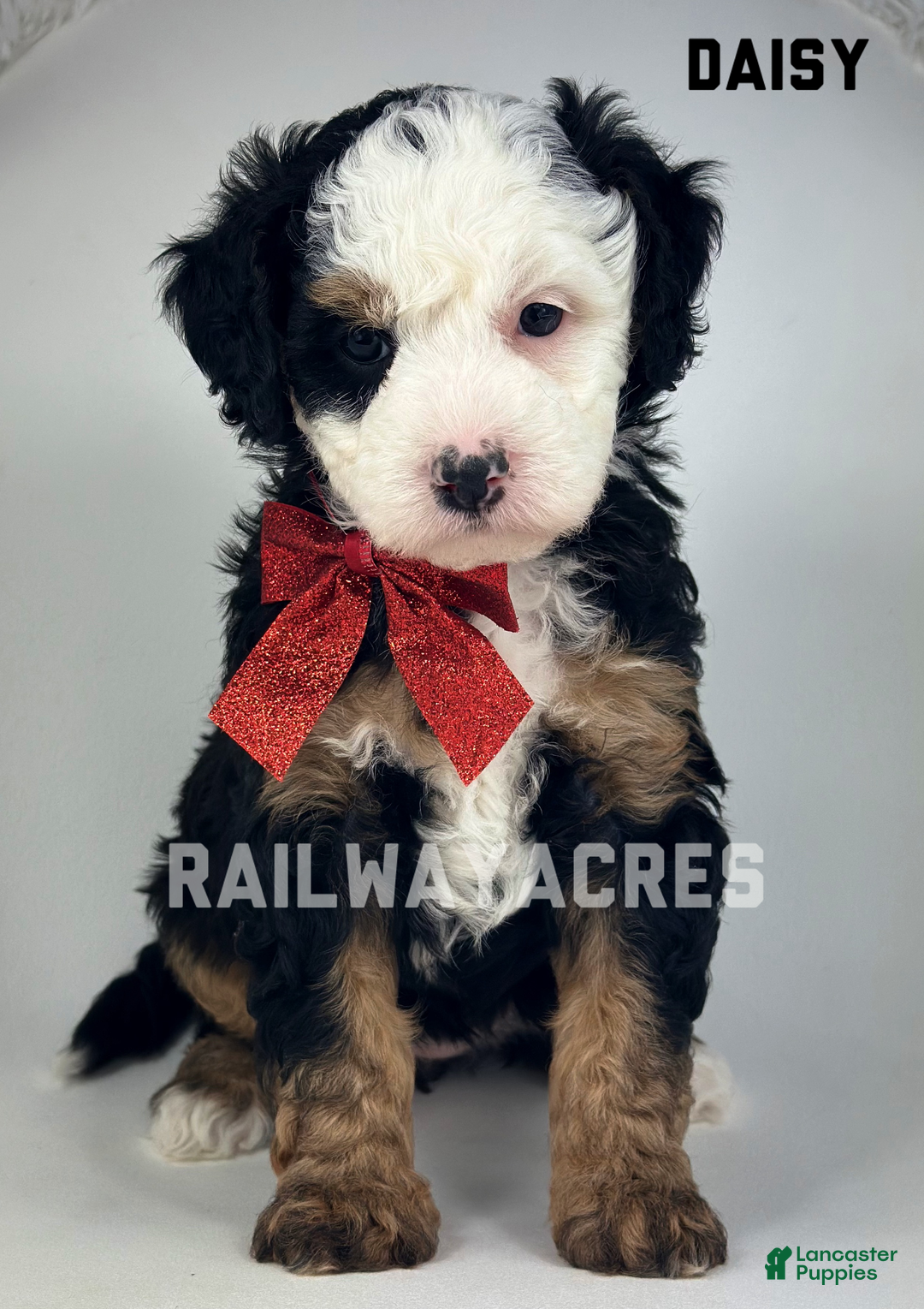 Mixed Breed dogs for sale: Daisy - Ad 2