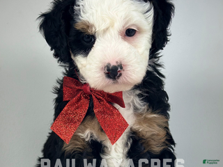 Mixed Breed dogs Daisy - Ad 41