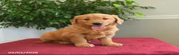 Golden Retriever dogs for sale: Skittles - Ad 3