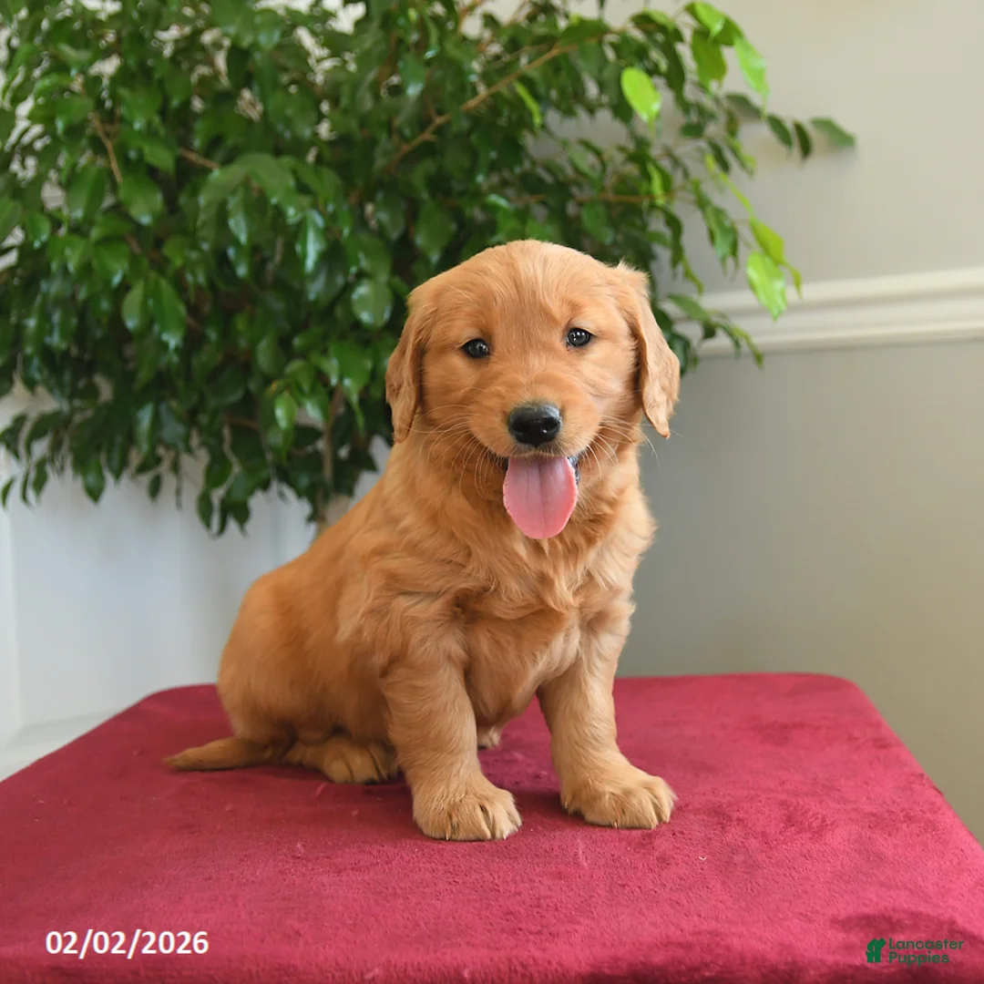 Golden Retriever dogs for sale: Skittles - Ad 3