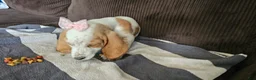 Basset Hound dogs for sale: Basset Hound 3 - Ad 8