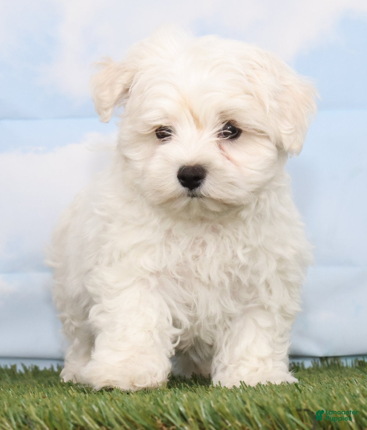 Maltese dogs Colson - Ad 2
