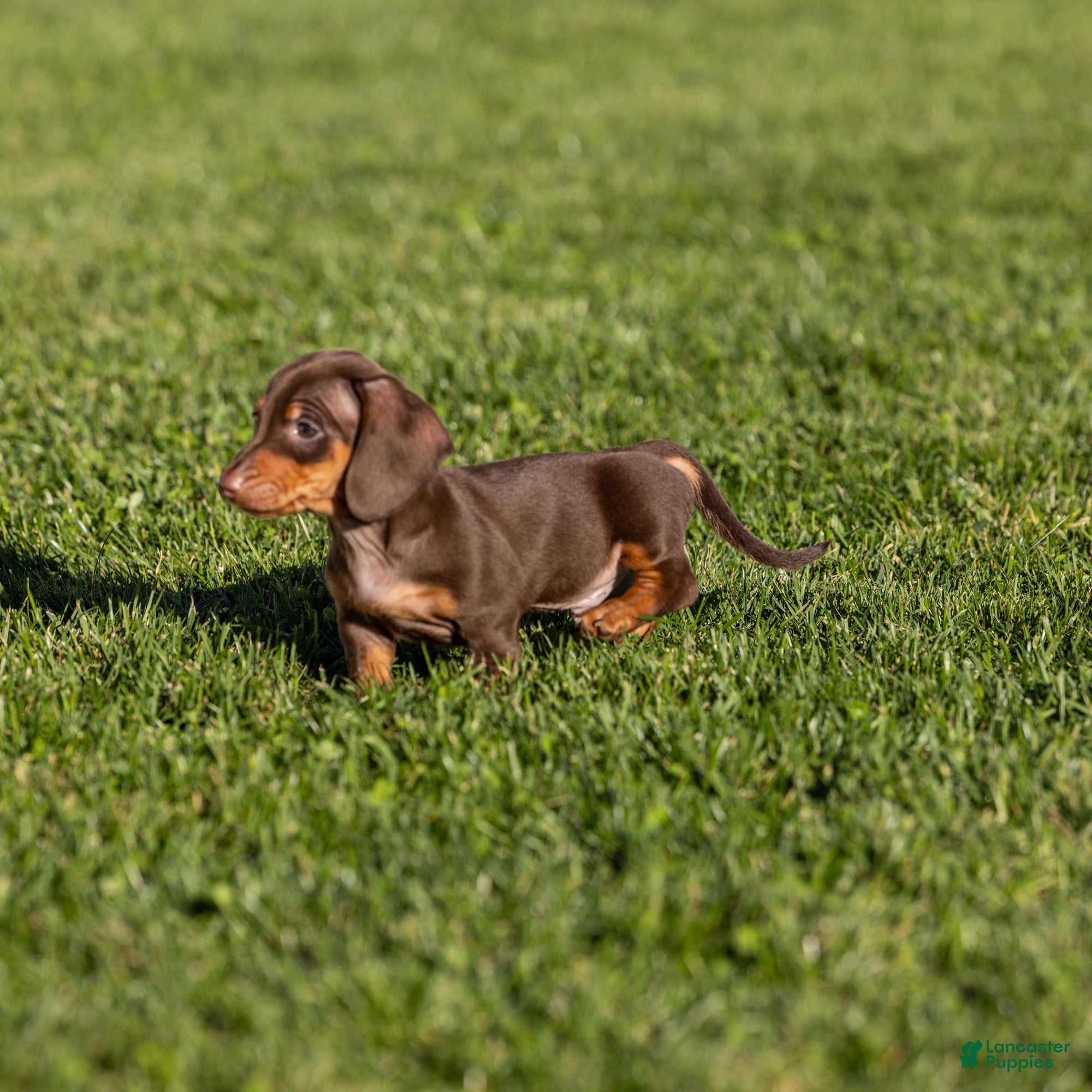 Miniature Dachshund dogs for sale: Liam - Ad 1