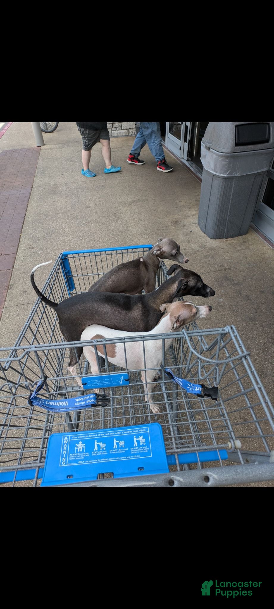Italian Greyhound dogs Italian Greyhound 5 - Ad 2