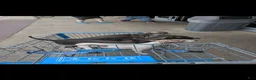 Italian Greyhound dogs for sale: Italian Greyhound 3 - Ad 2