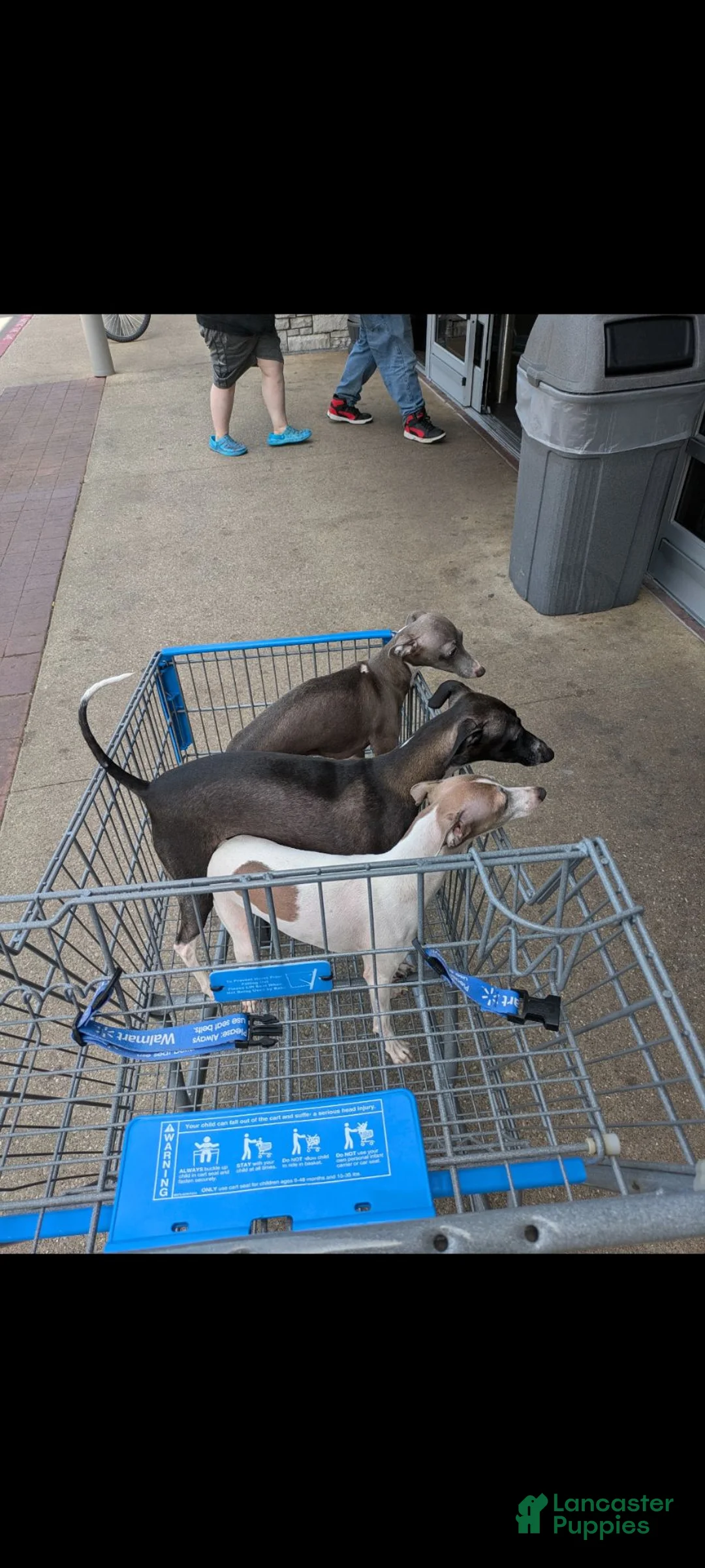 Italian Greyhound dogs for sale: Italian Greyhound 3 - Ad 2