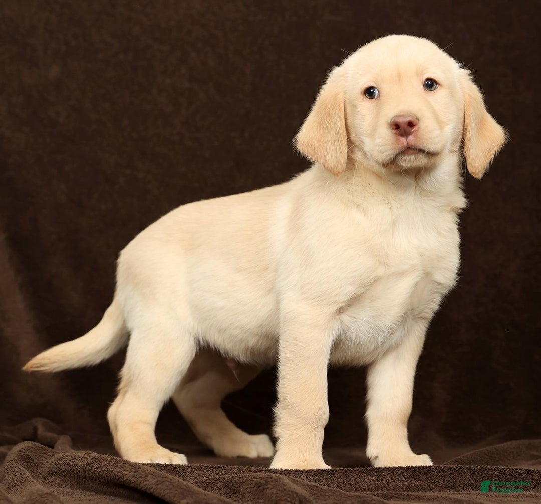 Labrador Retriever dogs for sale: Jase - Ad 2