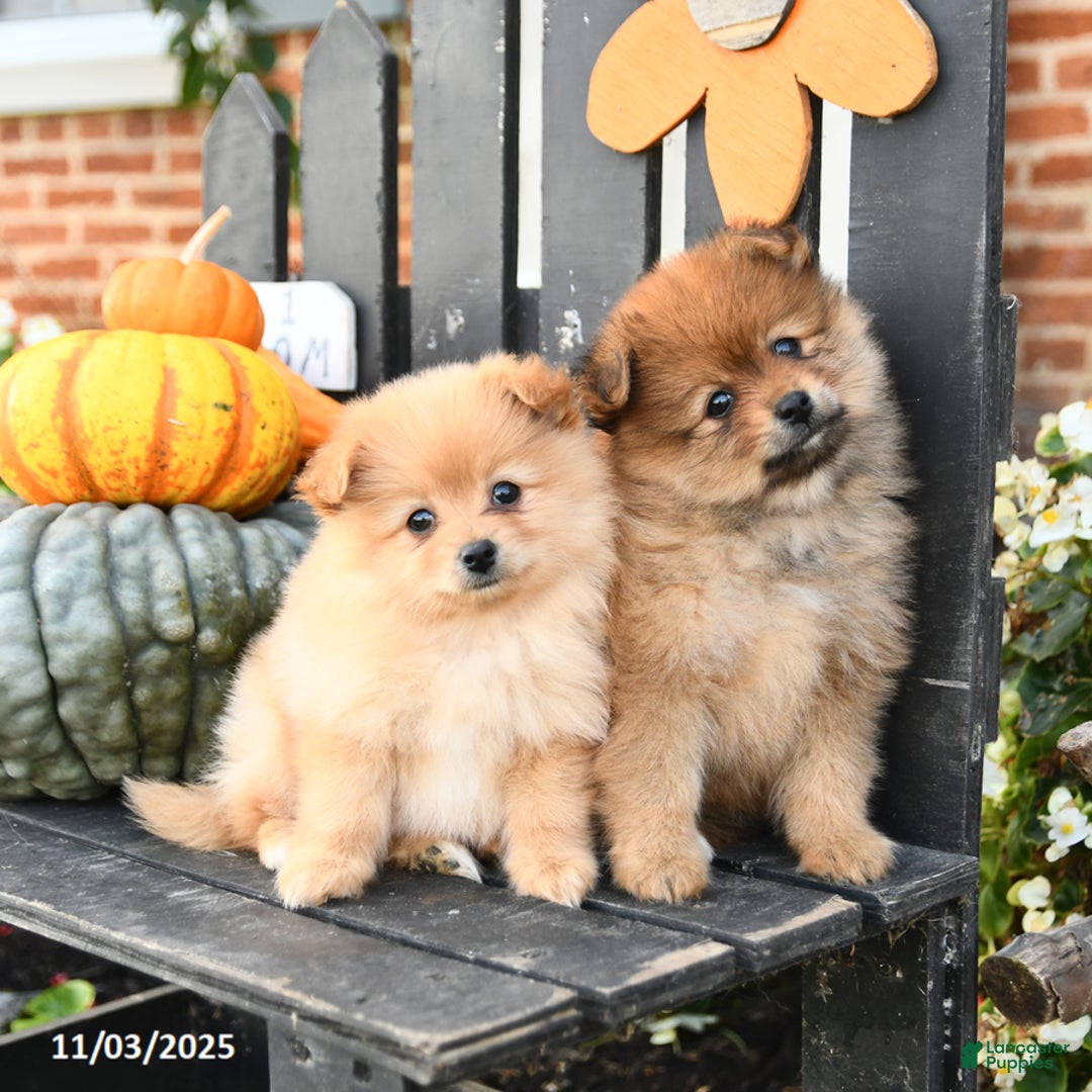Pomeranian dogs for sale: Felix - Ad 3