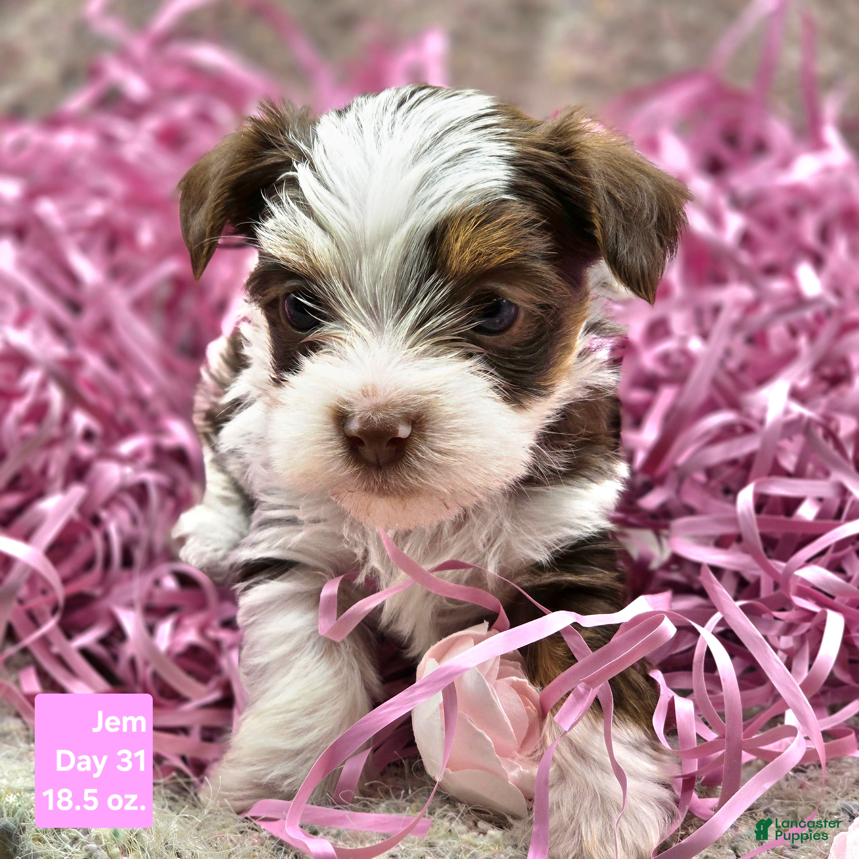 Yorkshire Terrier dogs for sale: Jem - Ad 4