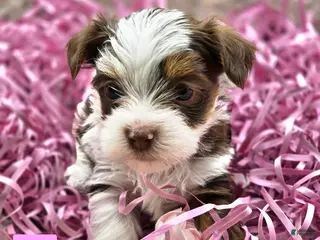Yorkshire Terrier dogs for sale: Jem - Ad 4