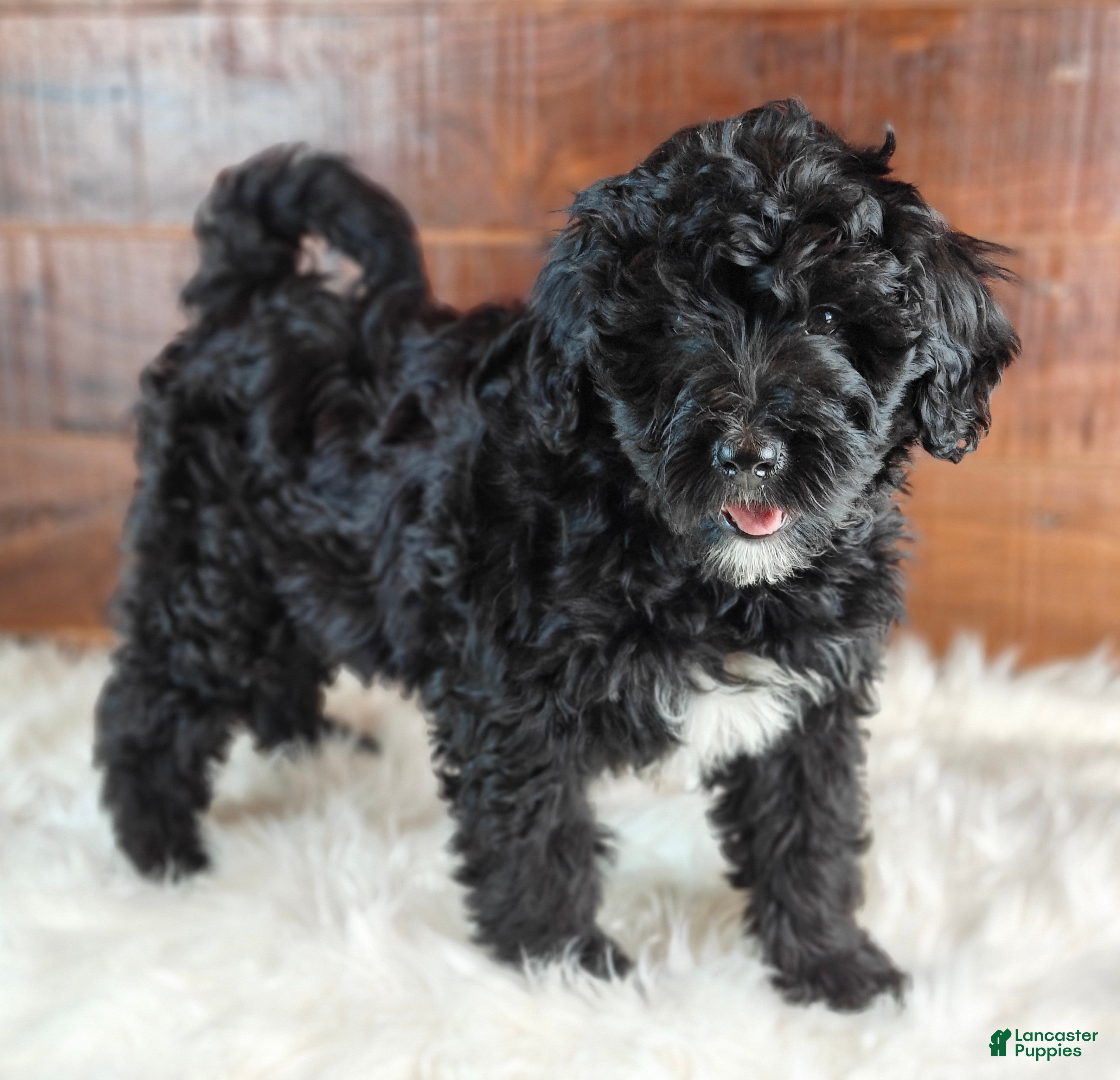 Bernedoodle dogs Fudge  - Ad 1