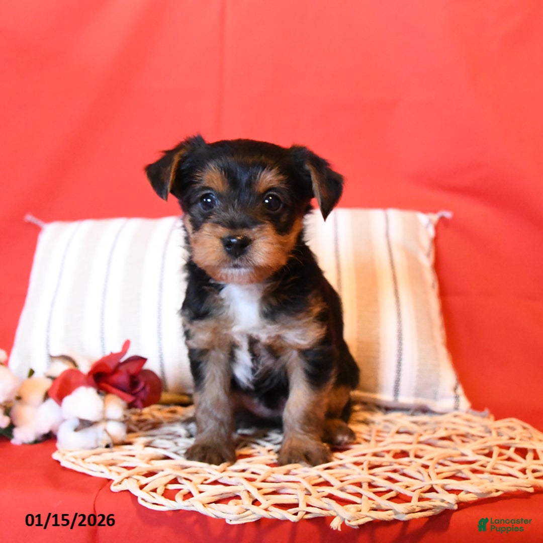 Yorkiepoo dogs for sale: Rhett - Ad 1