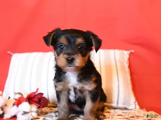Yorkiepoo dogs Rhett - Ad 9