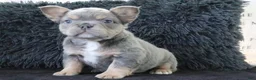 French Bulldog dogs for sale: Jasmine - Ad 4