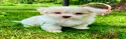 Maltese dogs for sale: Molly - Ad 3