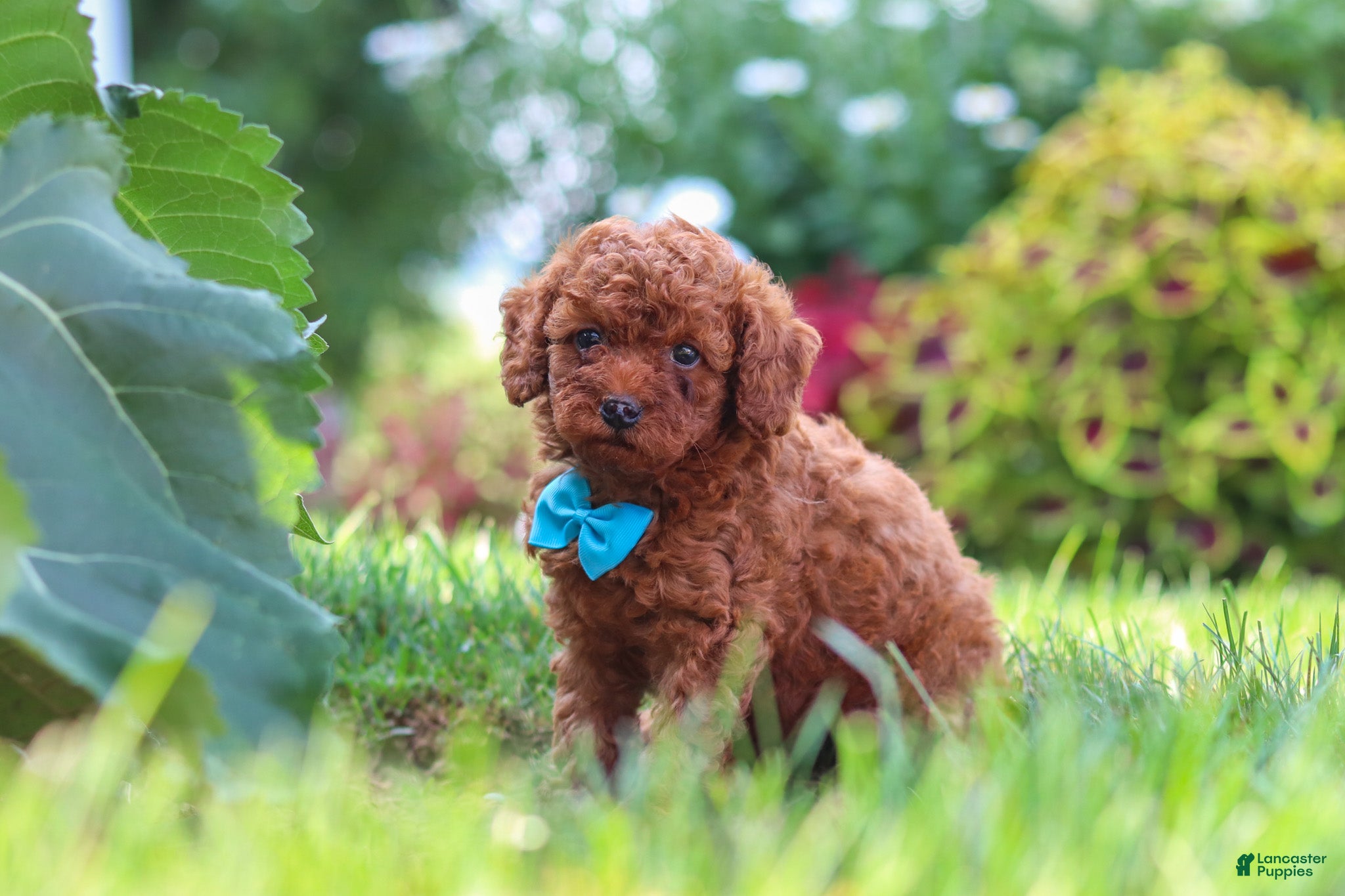 Miniature Poodle dogs Milo - Ad 2