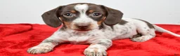 Dachshund dogs for sale: Polly - Ad 8