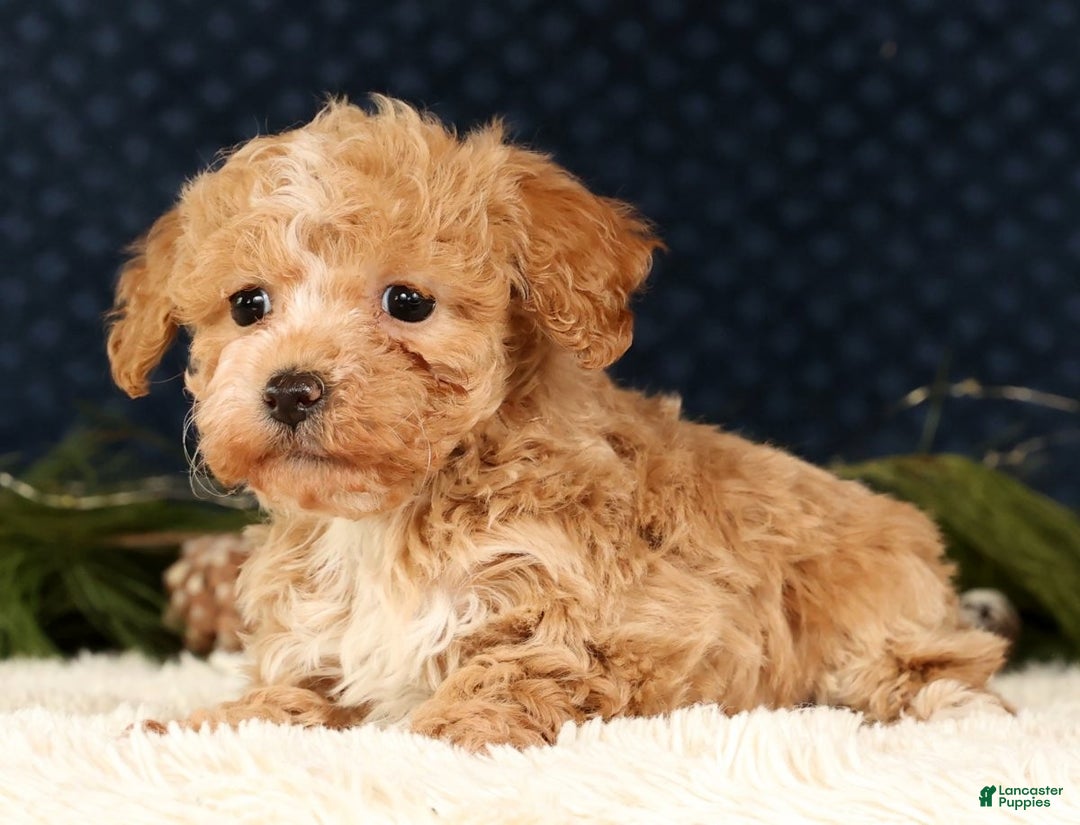 Havapoo dogs for sale: Talia - Ad 7