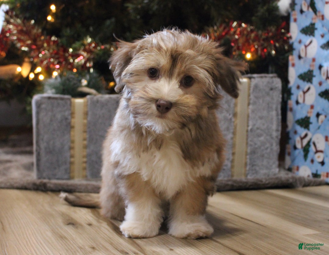 Havanese dogs for sale: CoCo - Ad 5
