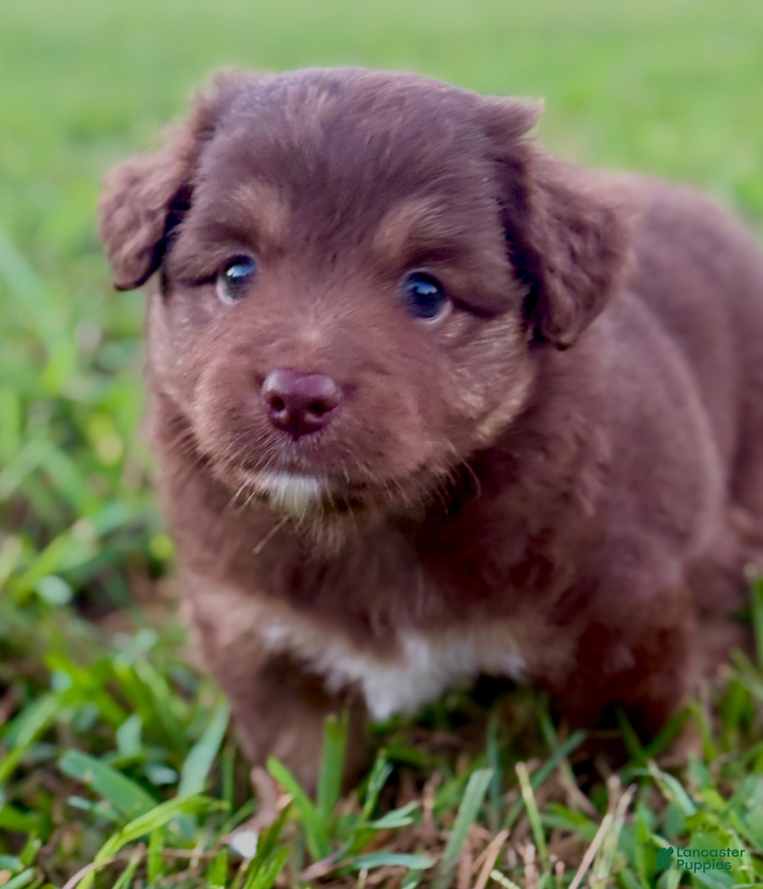 Toy Australian Shepherd dogs Cardinal - Ad 2