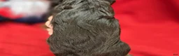 Cockapoo dogs for sale: Meeko - Ad 20