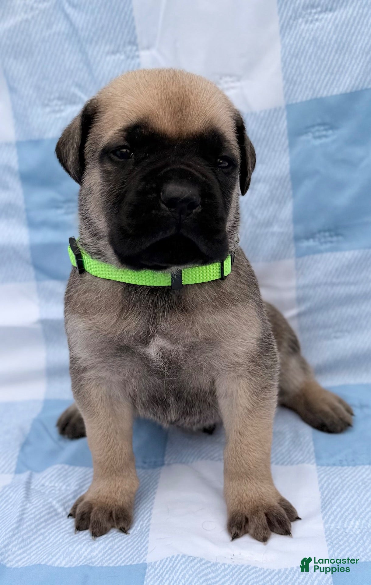 Cane Corso dogs Cane Corso 1 - Ad 2