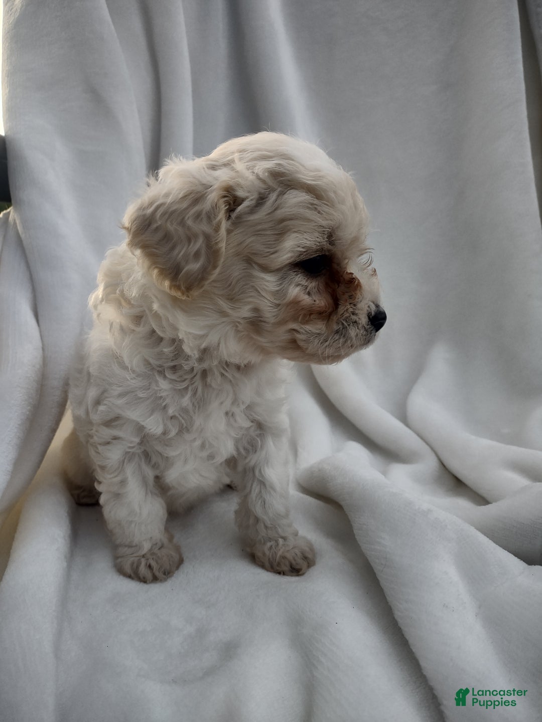 Chipoo dogs for sale: Janeen - Ad 5