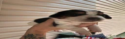 Mixed Breed dogs for sale: Mako - Ad 6
