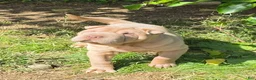 Shar Pei dogs for sale: Larry  - Ad 4