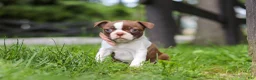 Boston Terrier dogs for sale: Sunny - Ad 2