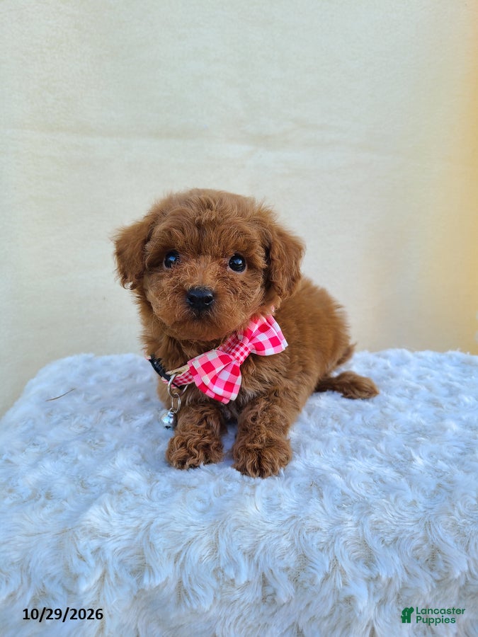 Miniature Poodle dogs for sale: Glenna - Ad 1
