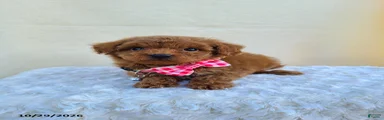 Glenna