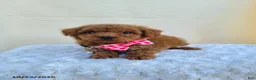Miniature Poodle dogs for sale: Glenna - Ad 1