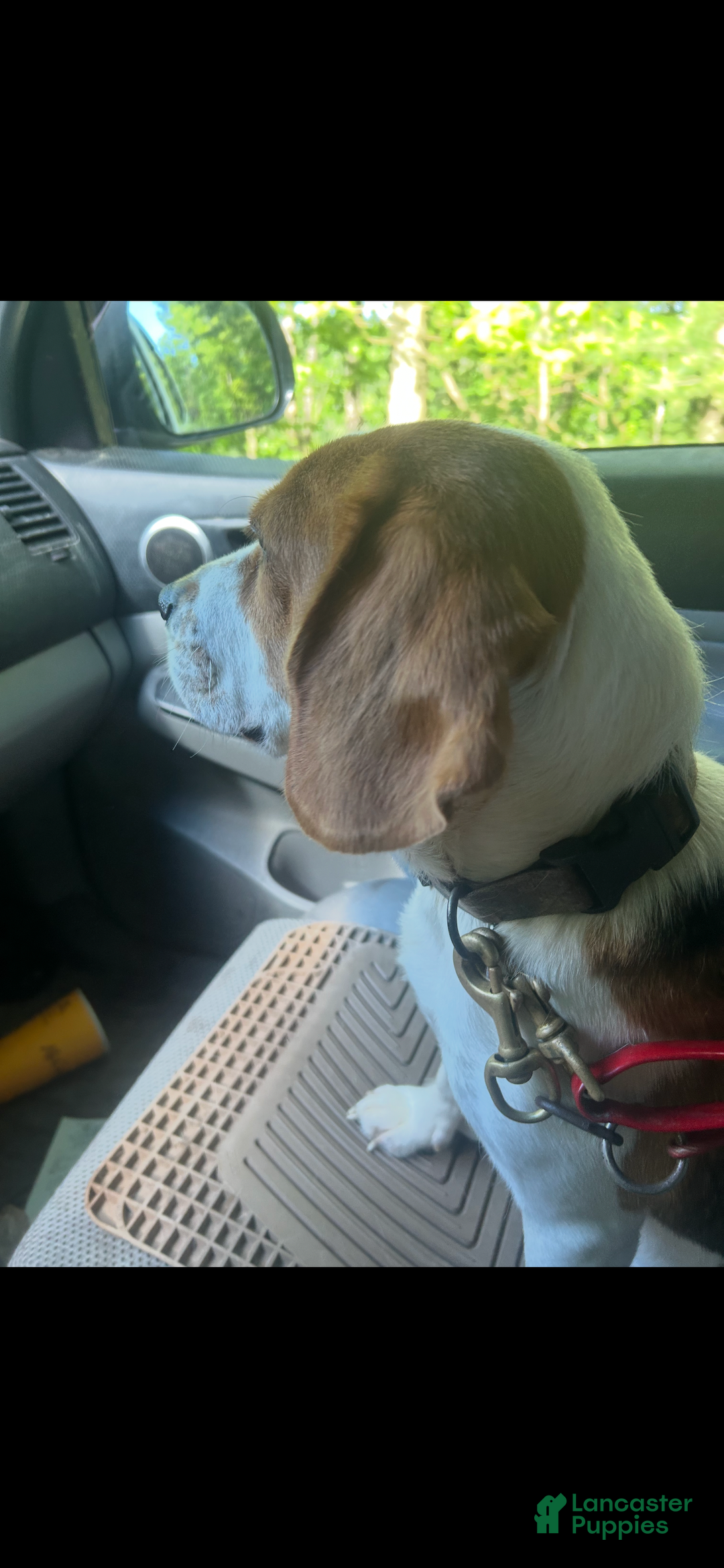 Beagle dogs for sale: Beagle Puppy 1 - Ad 5