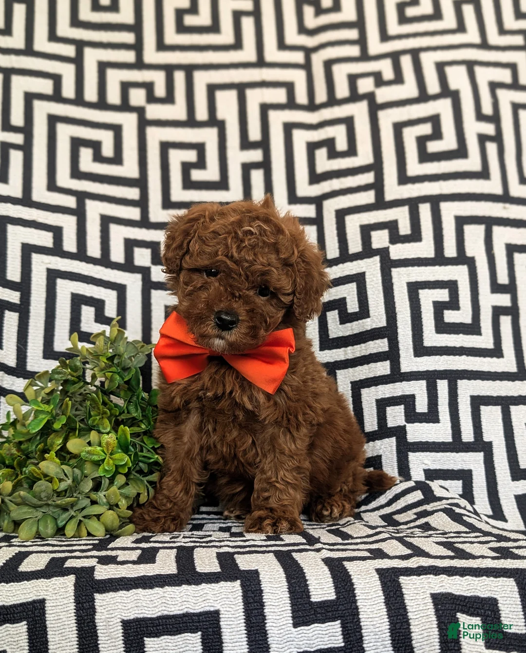 Miniature Poodle dogs for sale: Dolan 11 lbs full grown - Ad 3
