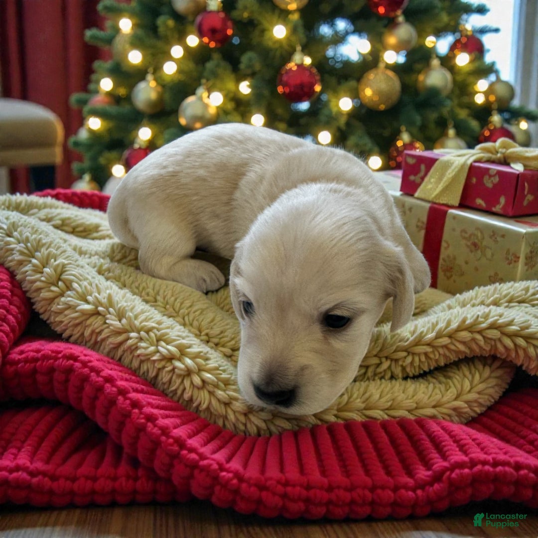 Miniature Dachshund dogs for sale: Leah - Ad 1