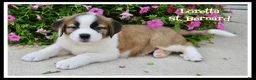 Saint Bernard dogs for sale: Loretta - Ad 1