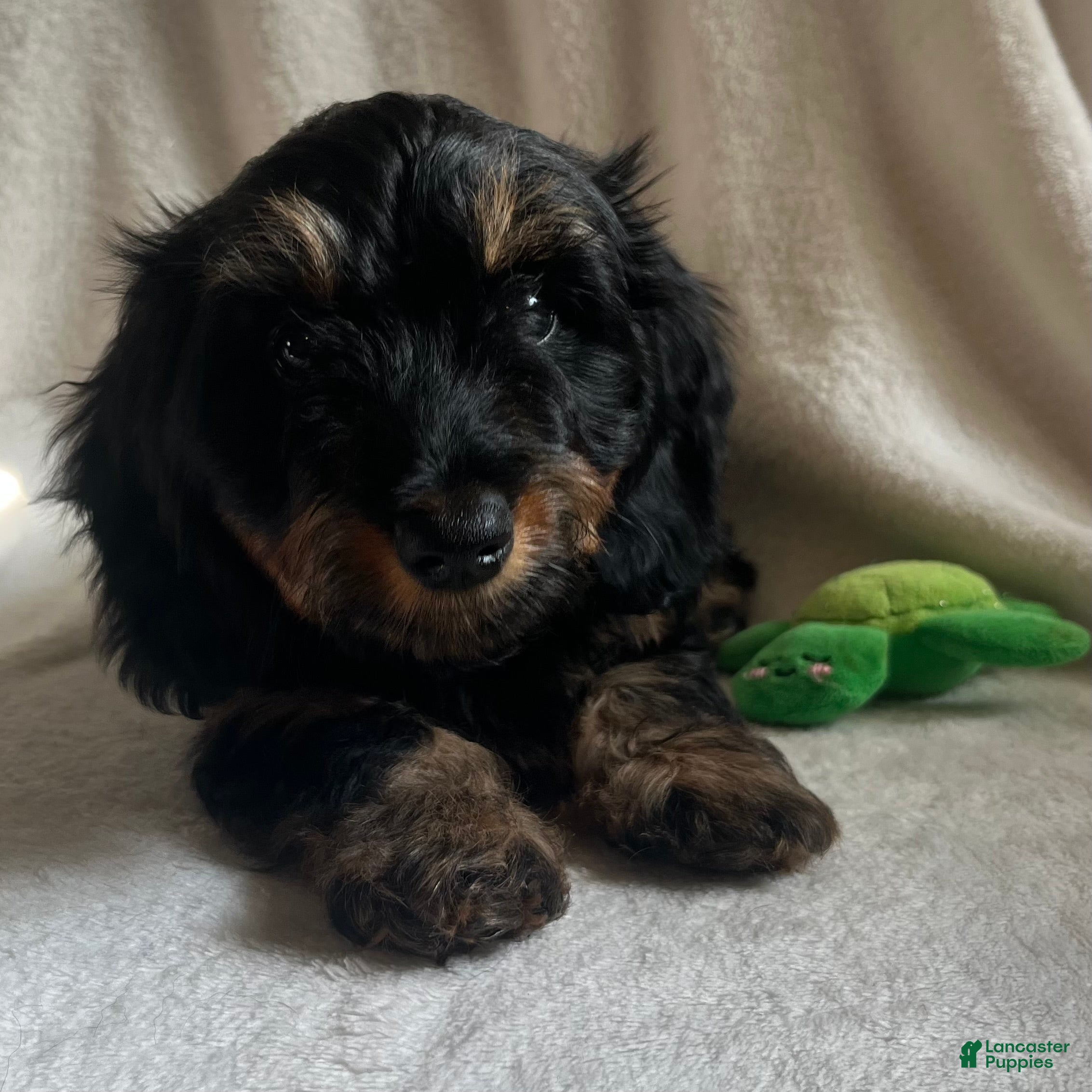 Miniature Dachshund dogs Daisy - silky wirehaired - Ad 2