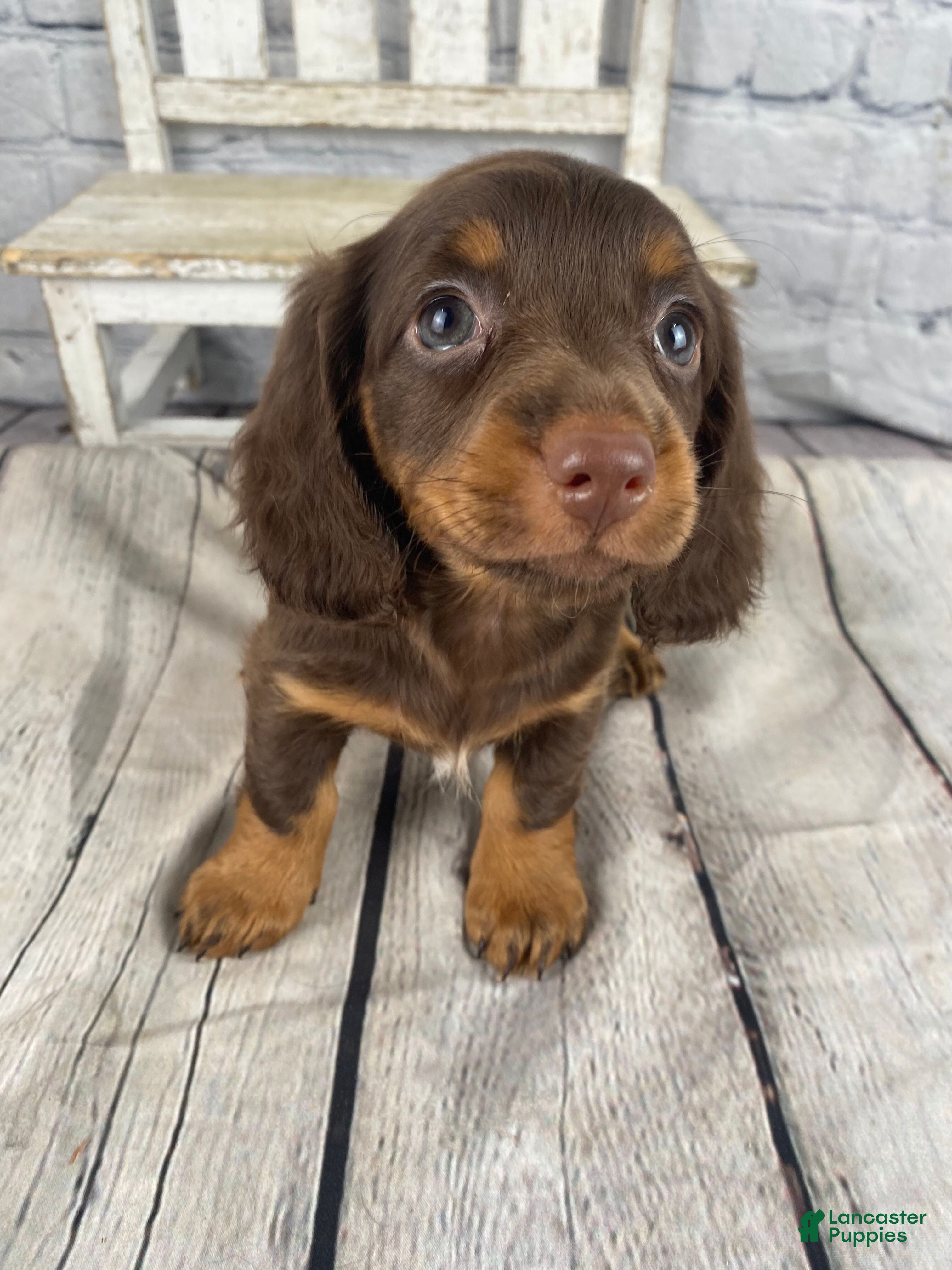 Miniature Dachshund dogs Lexi - Ad 2