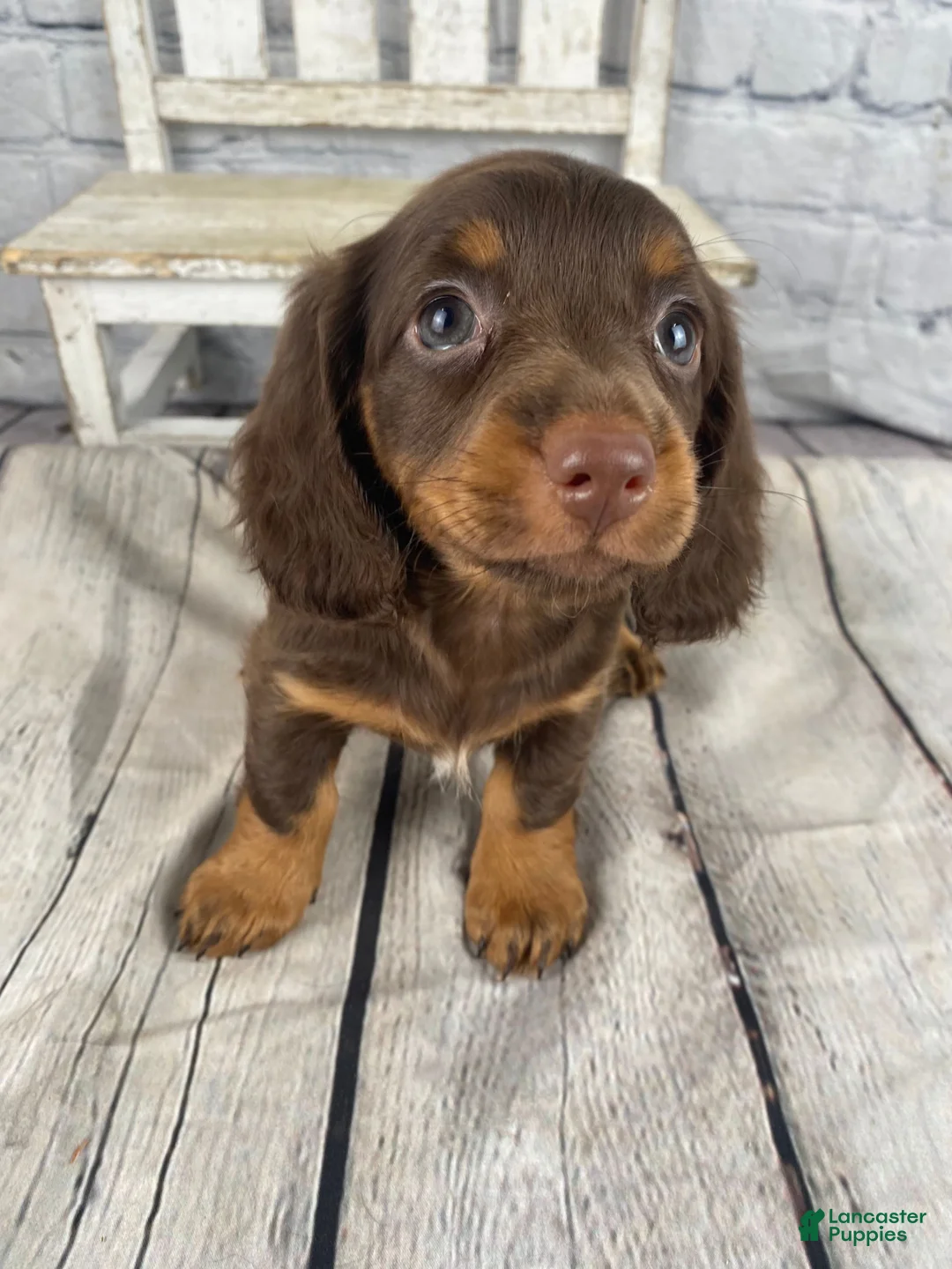 Miniature Dachshund dogs for sale: Lexi - Ad 2