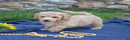 Bichpoo dogs for sale: Cricket - Ad 8