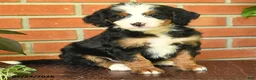 Bernedoodle dogs for sale: Jenny - Ad 3