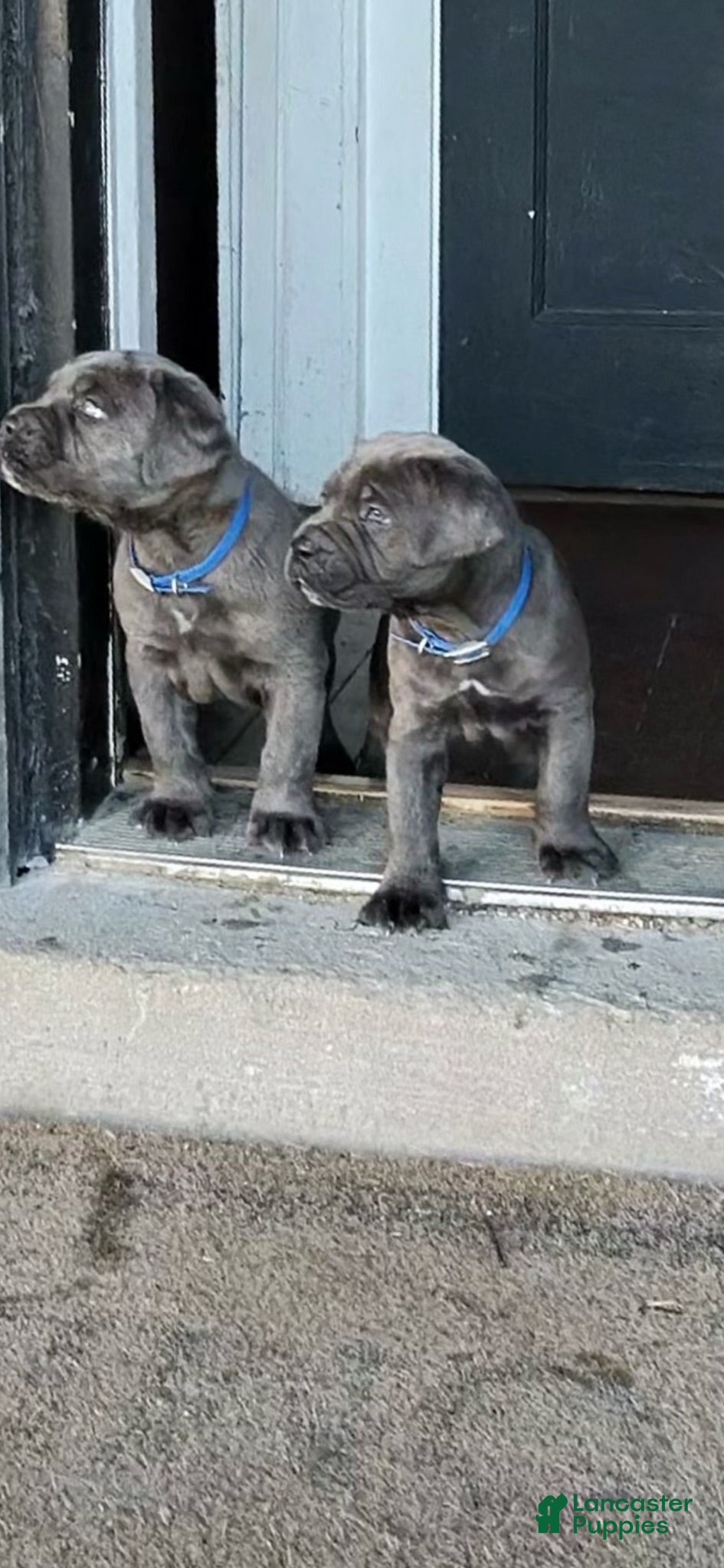 Cane Corso dogs Cane Corso 1 - Ad 2