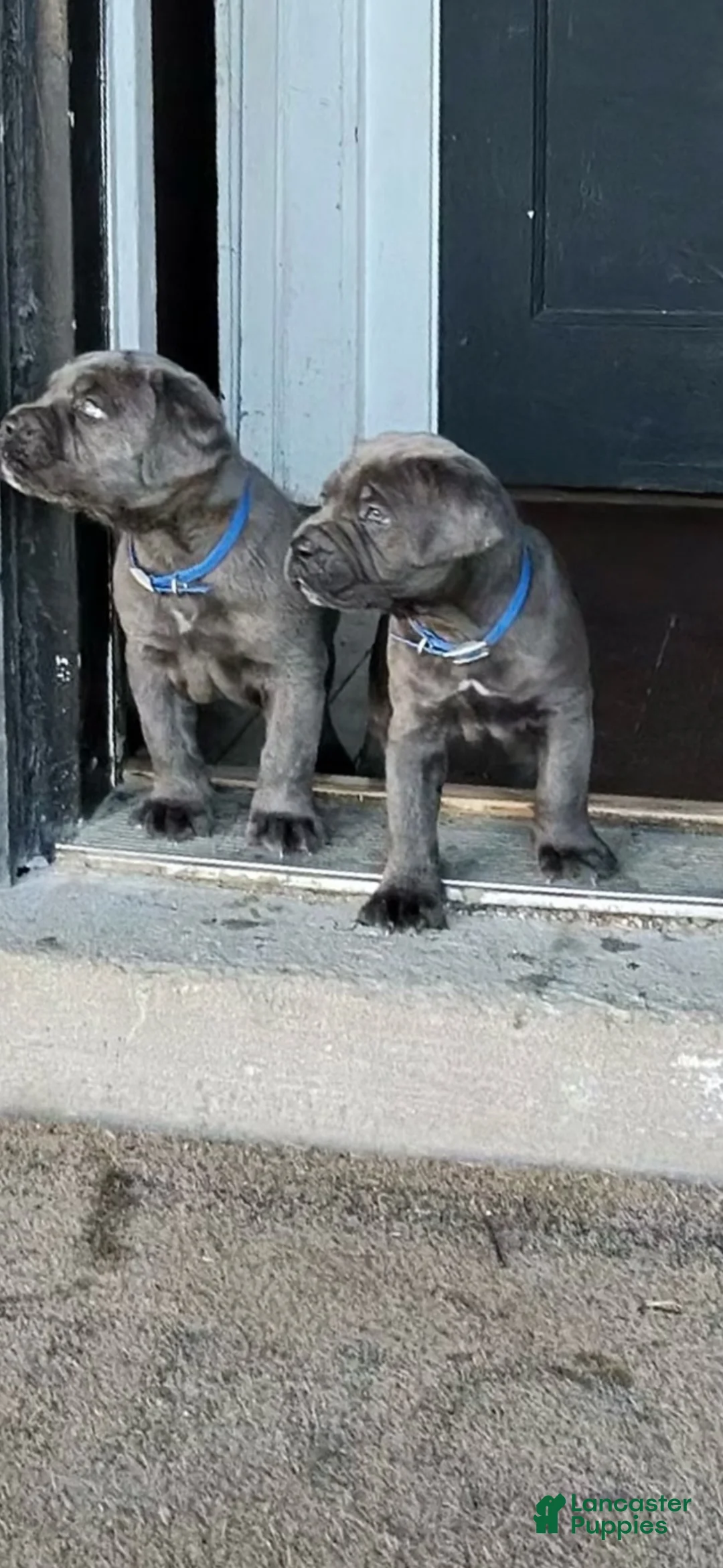 Cane Corso dogs for sale: Cane Corso 1 - Ad 2